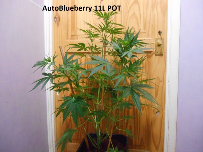 AutoBlueberry 11L POT3.jpg