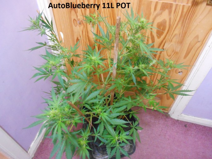 AutoBlueberry 11L POT4.jpg