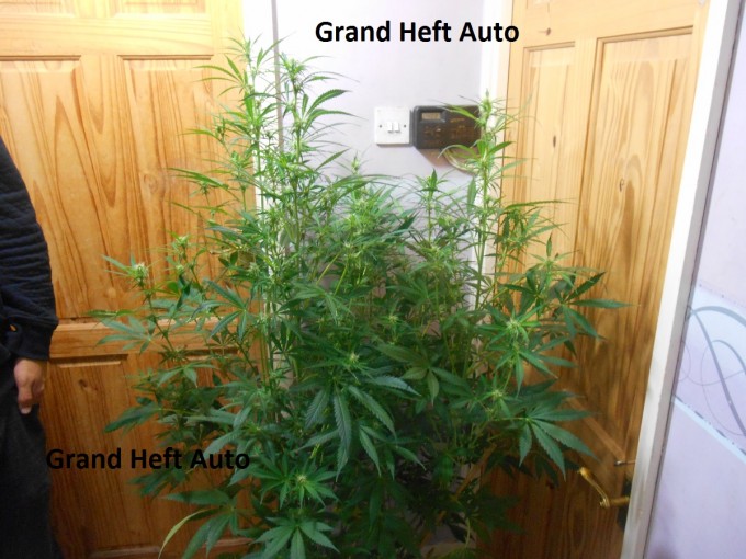 Grand Heft Auto3.jpg