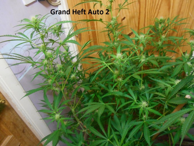 Grand Heft Auto a1.jpg