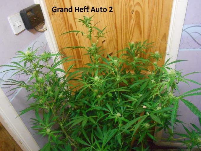 Grand Heft Auto a2.jpg