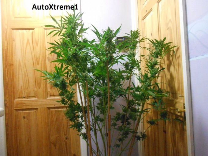 AutoXtreme1-2.jpg