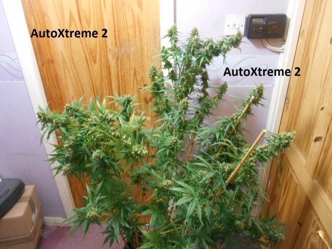 AutoXtreme 2-9.jpg