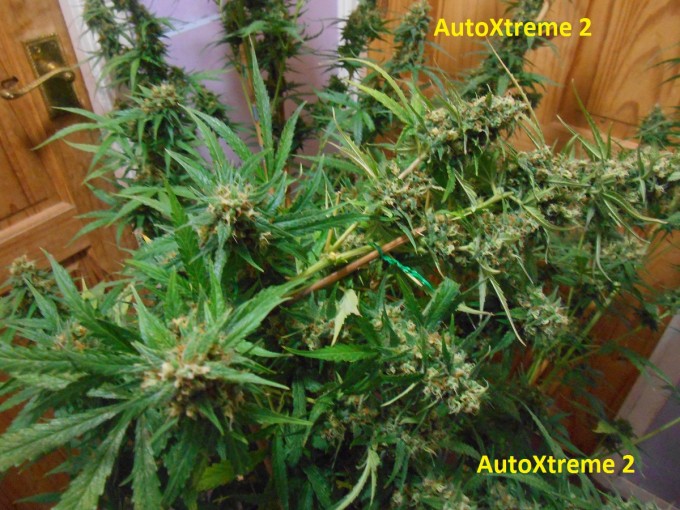 AutoXtreme 2-4.jpg