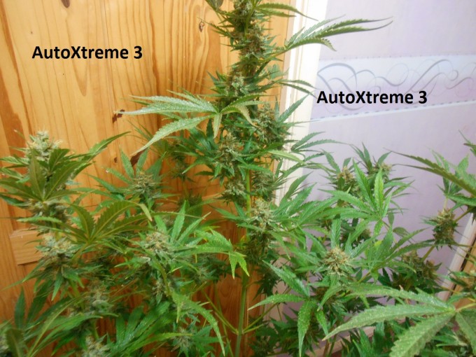 AutoXtreme 3-5.jpg