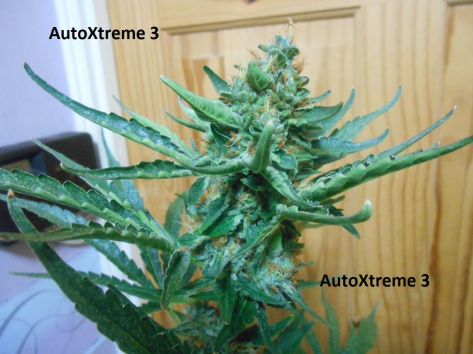 AutoXtreme 3-3.jpg