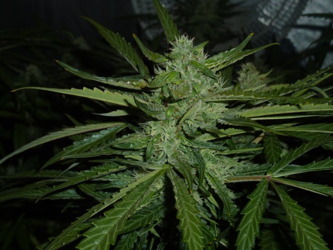 day 59 TD cola.JPG