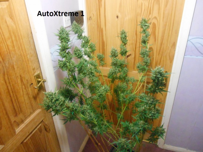 AutoXtreme 1-7.jpg