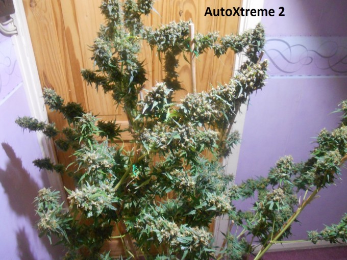 AutoXtreme 2-4.jpg
