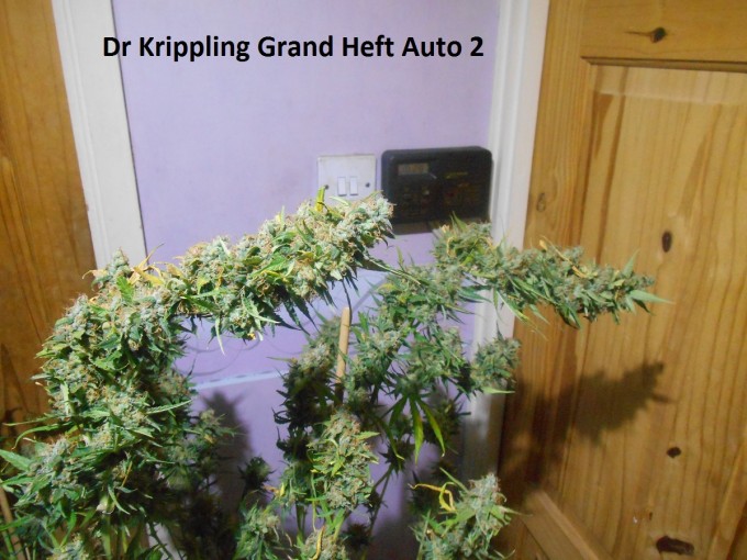 Dr Krippling Grand Heft Auto 2-4.jpg