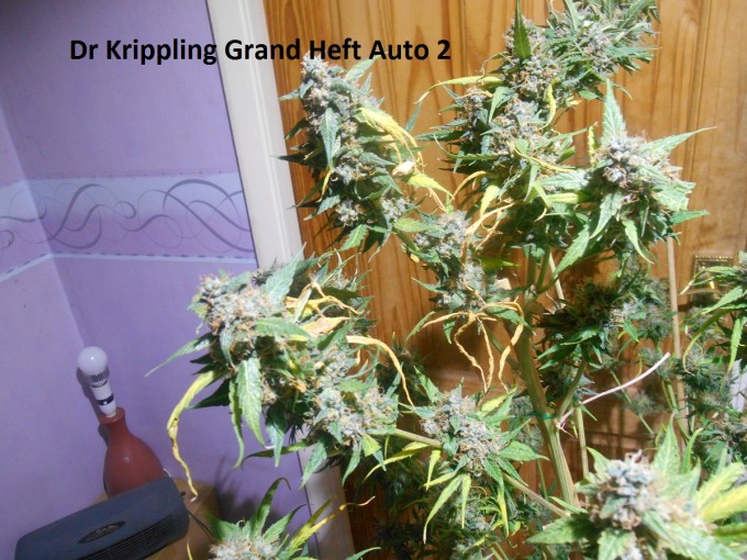 Dr Krippling Grand Heft Auto 2-3.jpg