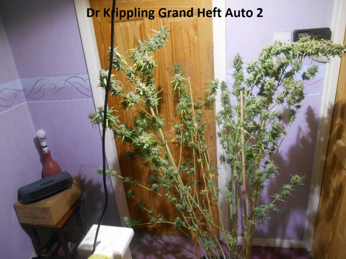 Dr Krippling Grand Heft Auto 2-1.jpg