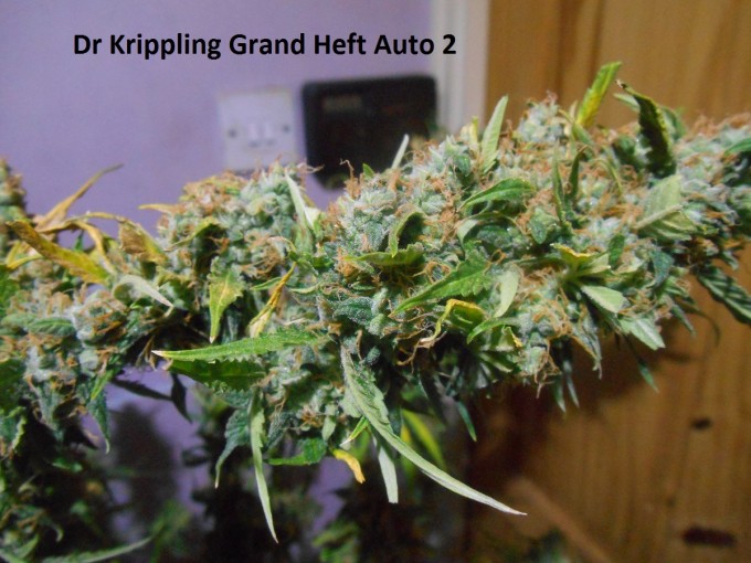 Dr Krippling Grand Heft Auto 2-2.jpg