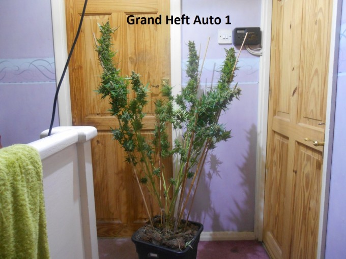 Grand Heft Auto 1-5.jpg