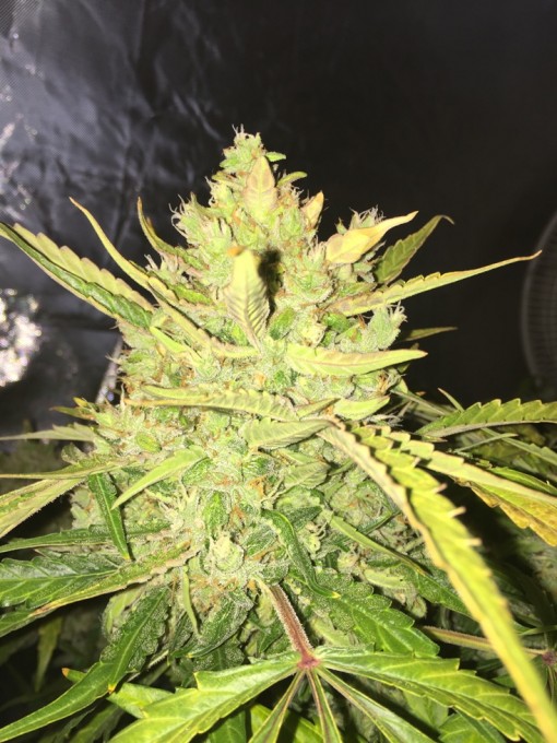 day 73 TD Cola 1.JPG