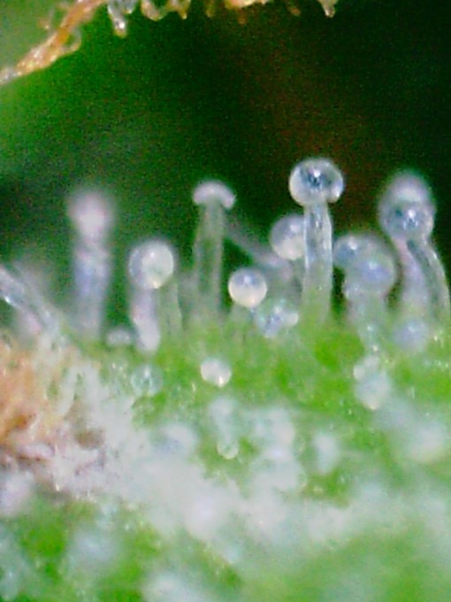 day 89 TD trichomes-14.JPG