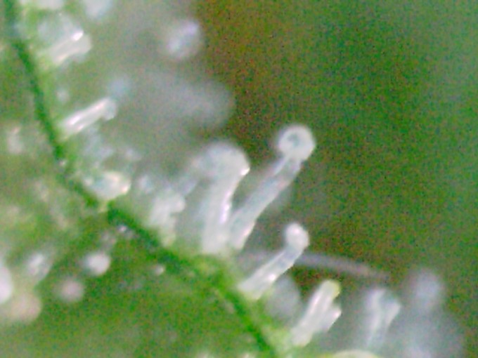 day 89 TD trichomes-13.JPG