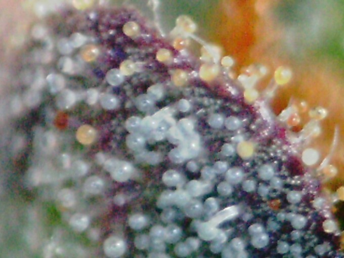 day 89 TD trichomes-5.JPG