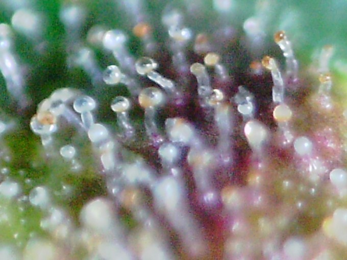 day 89 TD trichomes-3.JPG