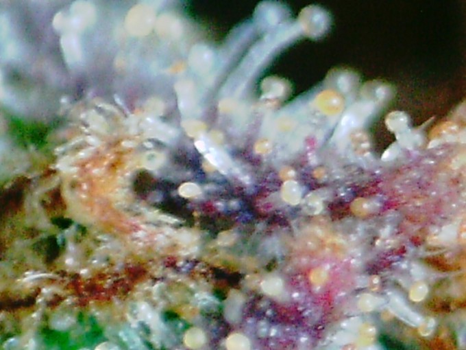 day 89 TD trichomes-6.JPG