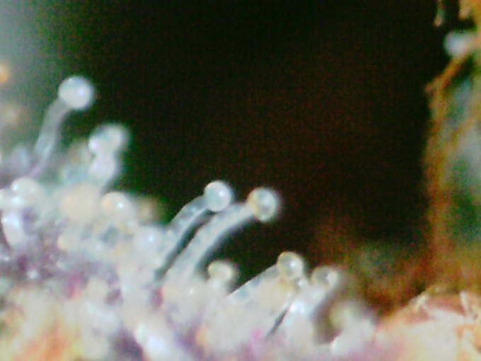 day 89 TD trichomes-7.JPG