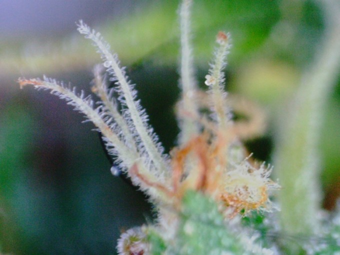 day 89 TD trichomes-9.JPG