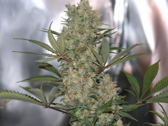 Ultimate Colas wk 8 flw 63 days.jpg