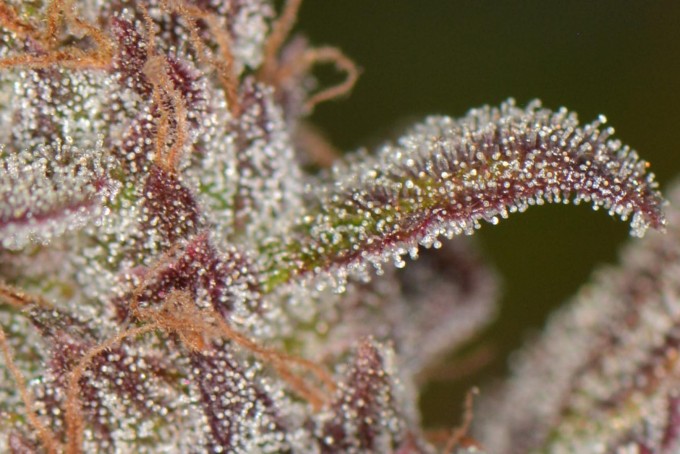 BB trichs.JPG