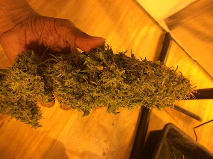 Barneys Farm Liberty Haze4.jpg