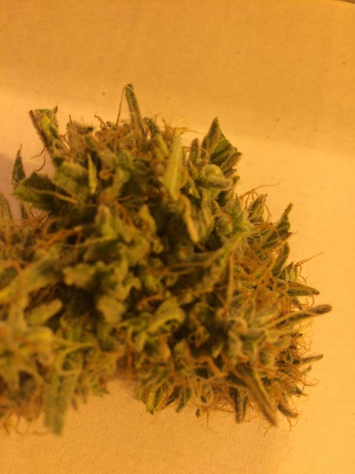 Barneys Farm Liberty Haze7.jpg