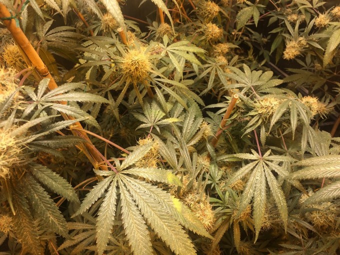 Barneys Farm Liberty Haze4.jpg