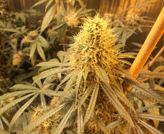 Barneys Farm Liberty Haze3.jpg