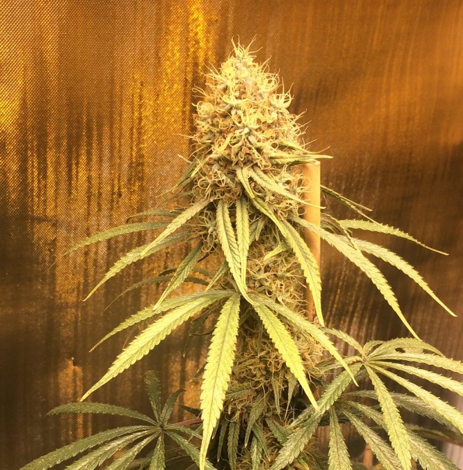 Barneys Farm Liberty Haze5.jpg