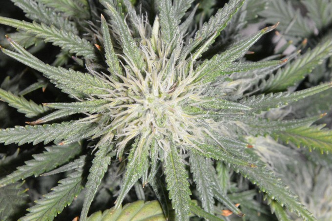 day 59 PE bud 3.JPG