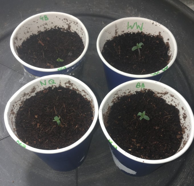 Grow 014 day 1.JPG