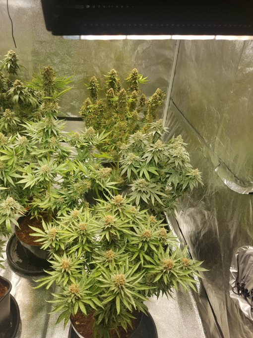 56 days (12)Chocolope & strawberry-banana.JPG