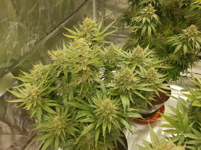 56 days (13)Chocolope & strawberry-banana.JPG