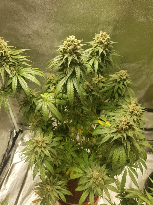 56 days (15)Chocolope & strawberry-banana.JPG