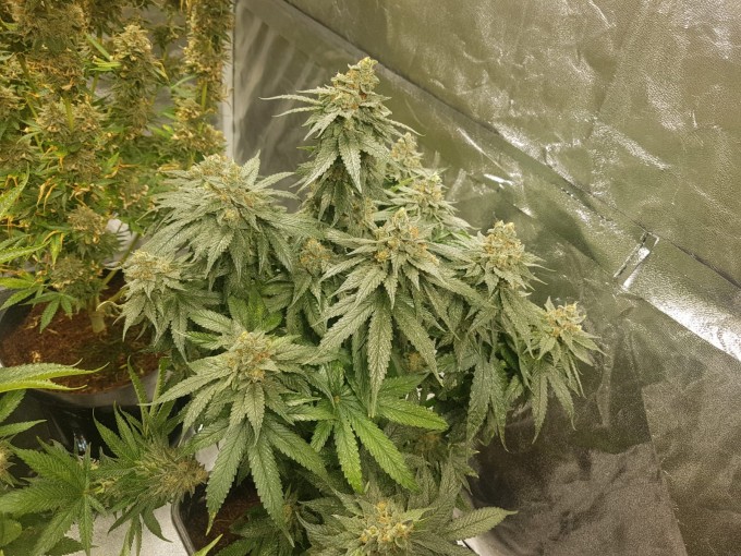 56 days (17)Chocolope & strawberry-banana.JPG