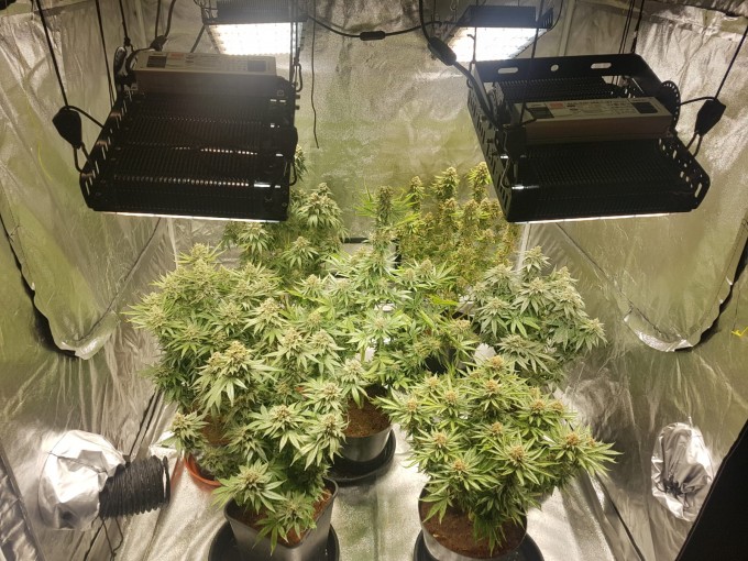 56 days (18)Chocolope & strawberry-banana.JPG