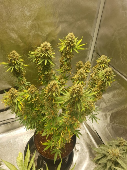 56 days (20)Chocolope & strawberry-banana.JPG