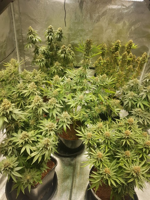 56 days (21)Chocolope & strawberry-banana.JPG