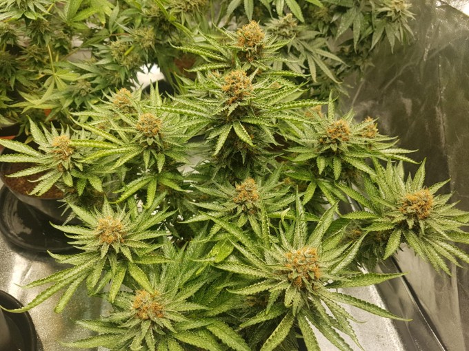 56 days (23)Chocolope & strawberry-banana.JPG