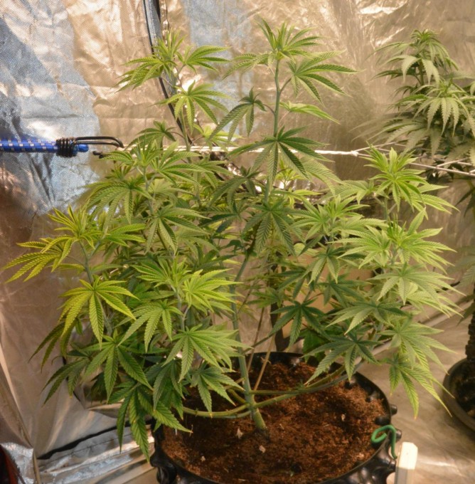 Day 53 Gorilla 3.JPG