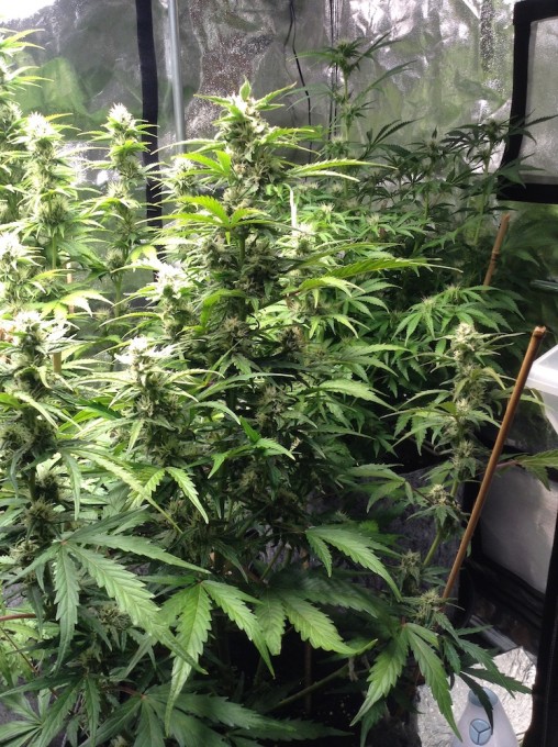 plant 4 side.JPG