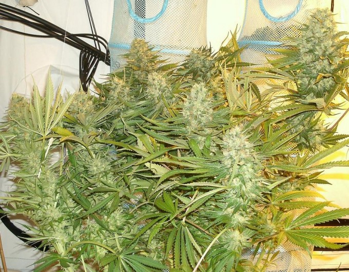 strawberry cough1.JPG