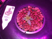 10 Day update. Day 17 veg  DP StarRyder 004.jpg