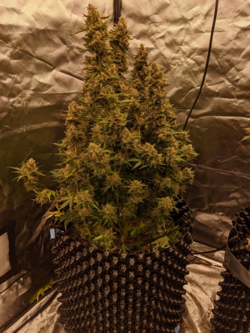 orange. bud full 2.jpg