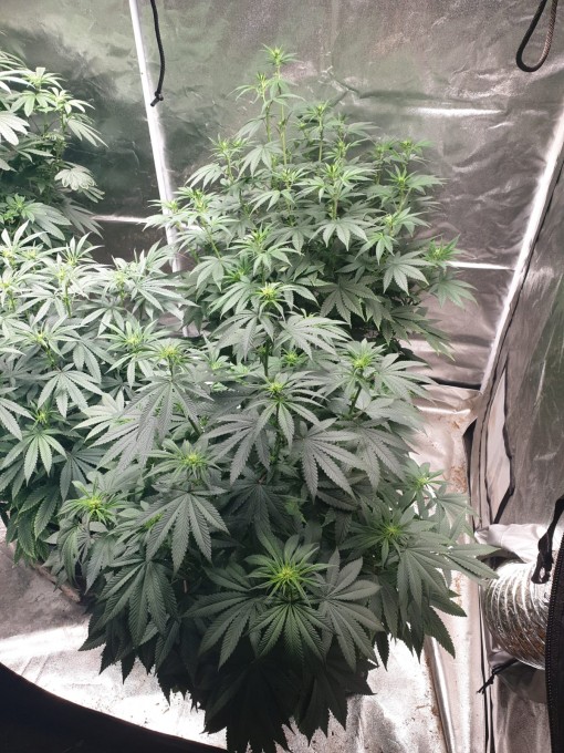 day 8 flowering (2).jpeg