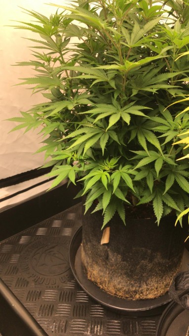 7 days flowering (8).jpeg
